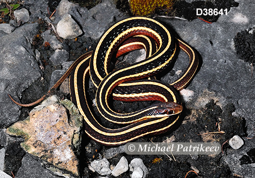 Northern Ribbon Snake (Thamnophis sauritus septentrionalis)